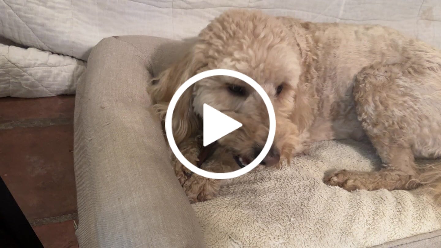 Customer video review of Beef Gullet Jerky Sticks 6"