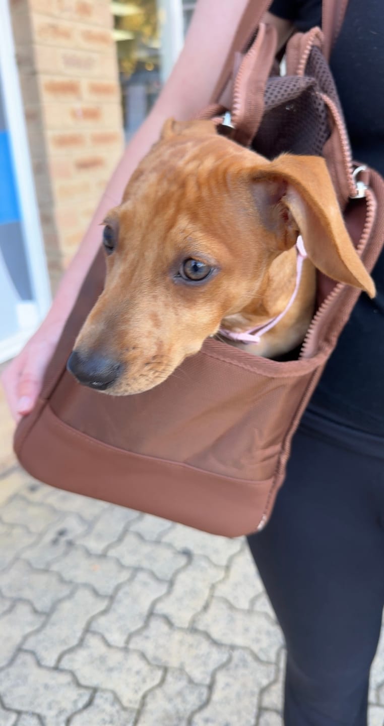 Customer photo review of Chocolate Brown Pet Tote Bag