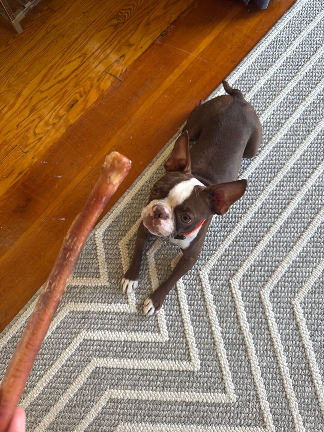 Customer photo review of 12 Inch Monster Bully Stick