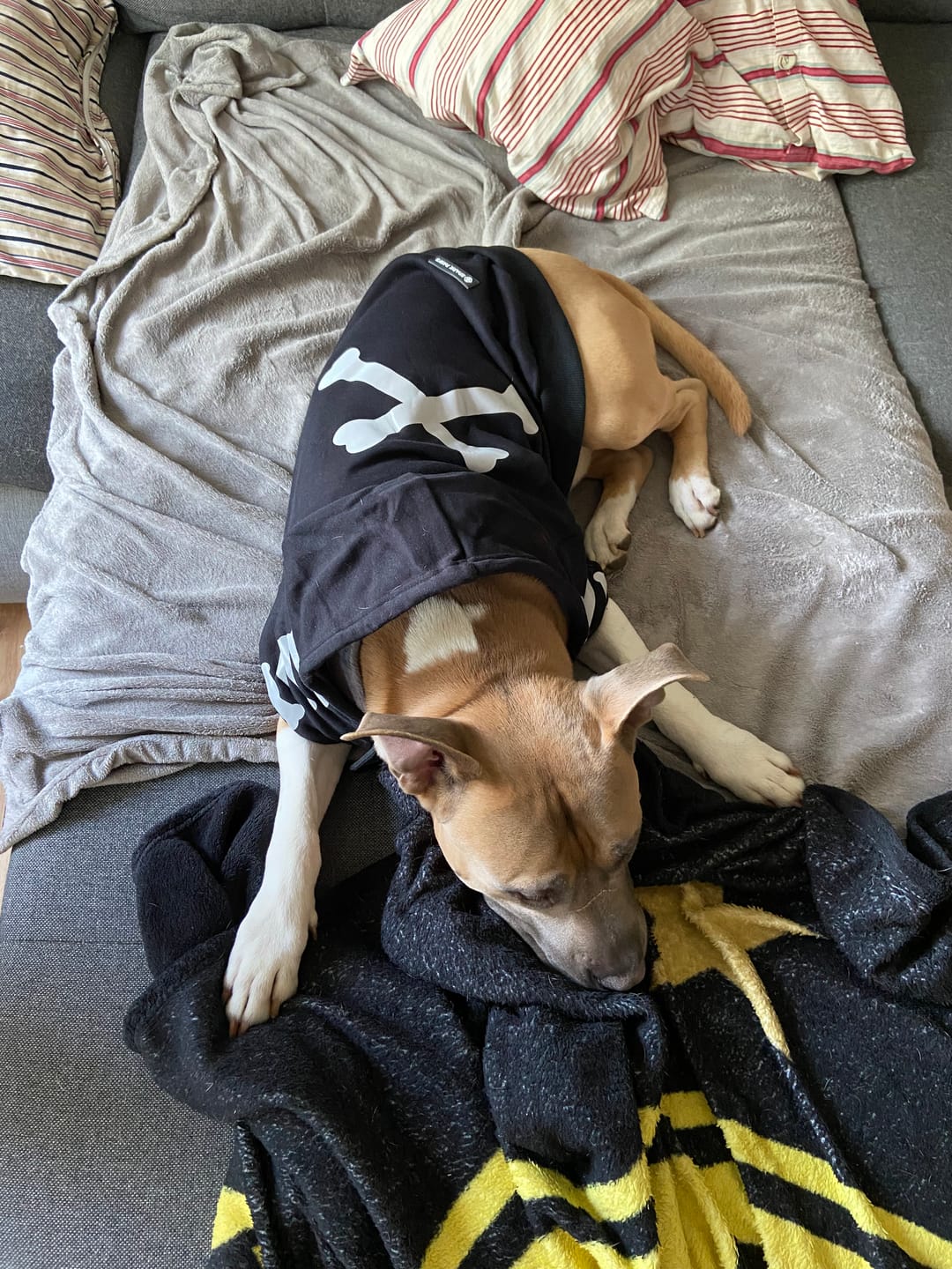 Customer photo review of "WOOF" Dog Hoodie - Black & Reflective