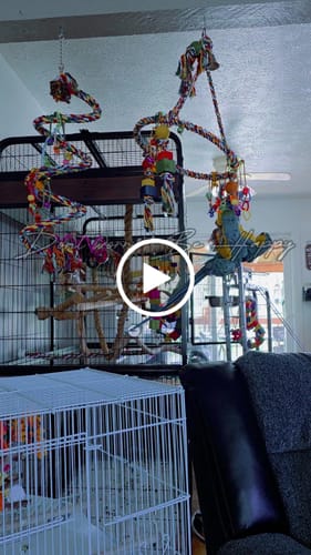 Customer video review of 1962 Huge Rope Boing