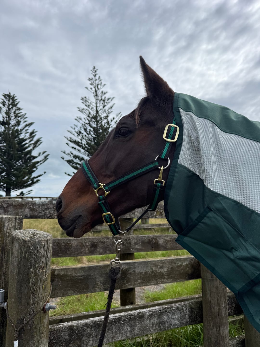 Customer photo review of NZ Tack WaterProof Mesh CrossOver Combo Green