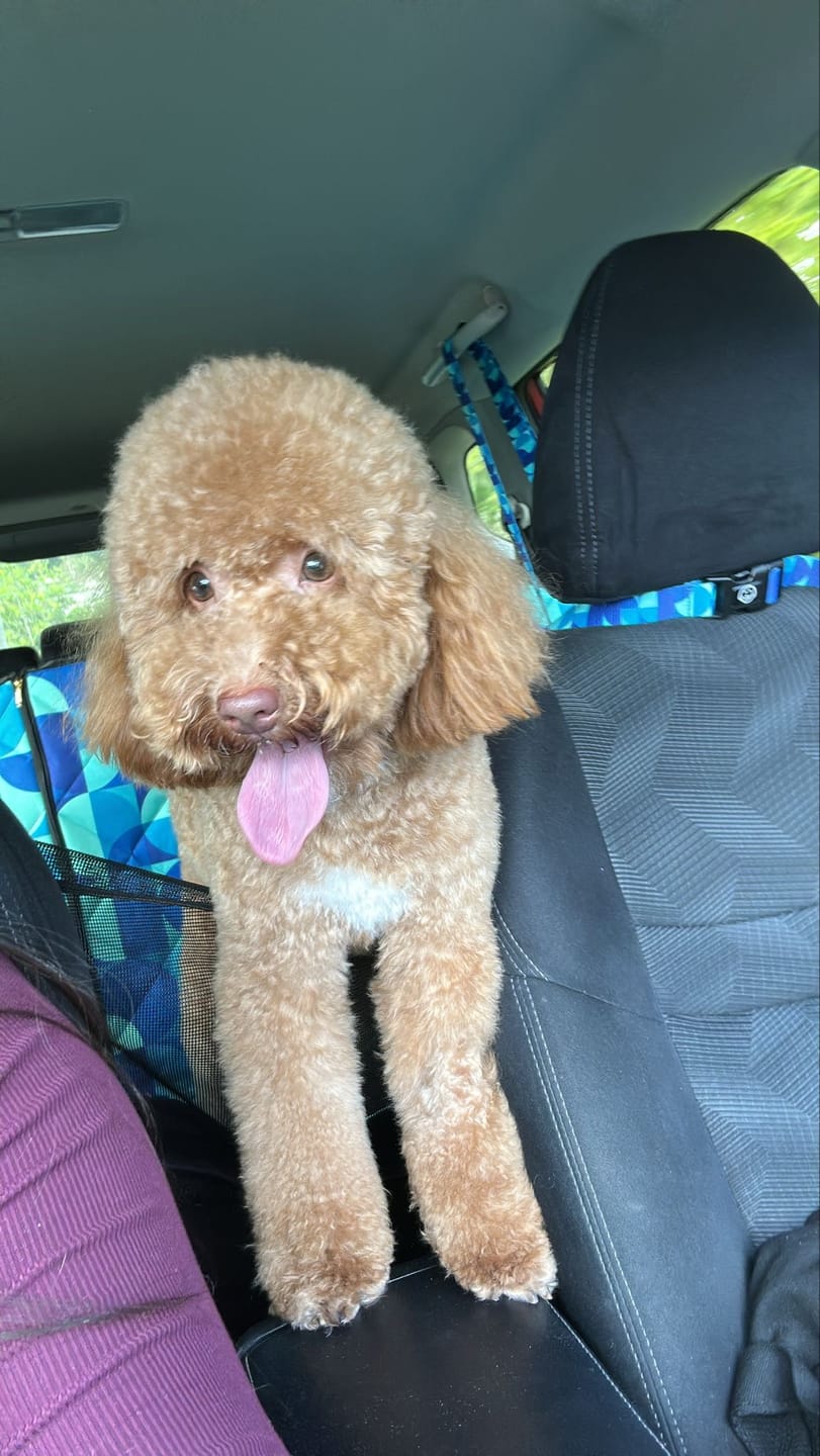 Customer photo review of Milos - Dog Car Seat Cover