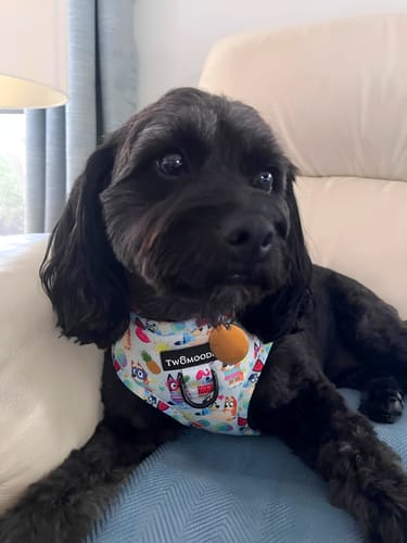 Customer photo review of HARNESS ADJUSTABLE - BEACH BLUEY