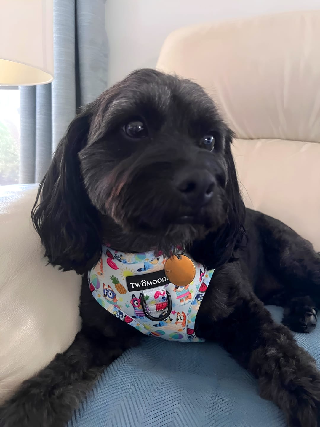 Customer photo review of HARNESS ADJUSTABLE - BEACH BLUEY