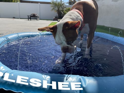 Customer photo review of Spleshee™