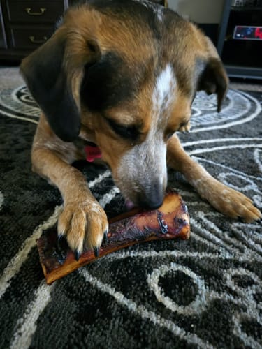 Customer's brown and white dog lying on a rug, holding and chewing a Smoked Beef Marrow Bone.