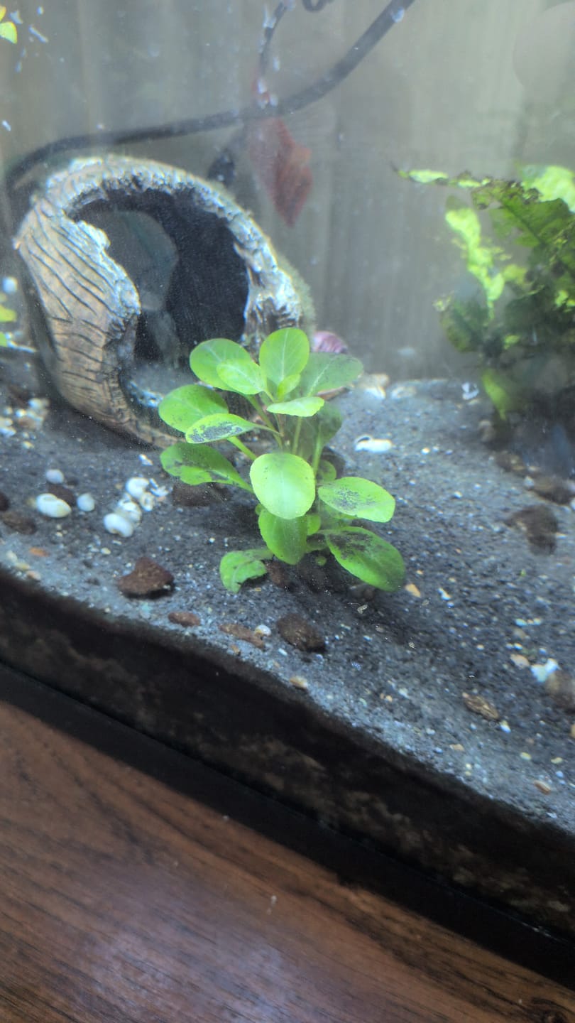Customer photo review of Cardinal Plant (Lobelia Cardinalis)
