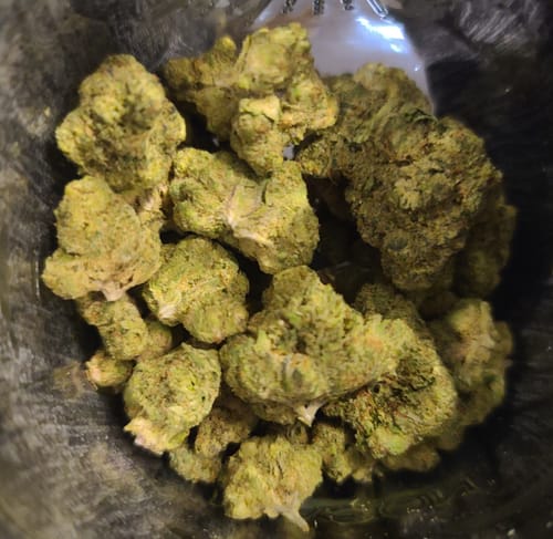 Customer's Gary Payton flower, showing a collection of dense, light green buds.