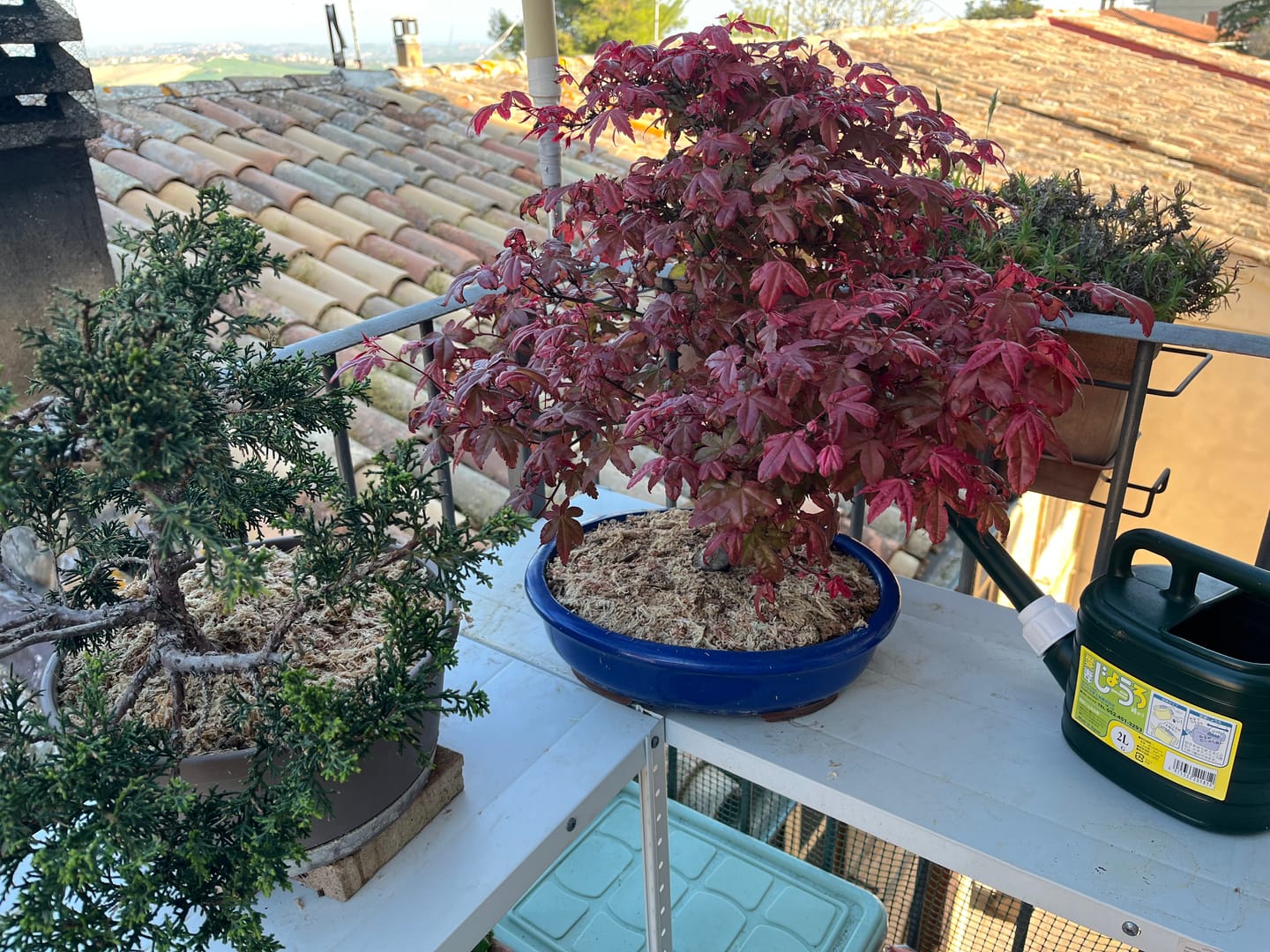 Customer photo review of SFAGNO TOP QUALITY CB®