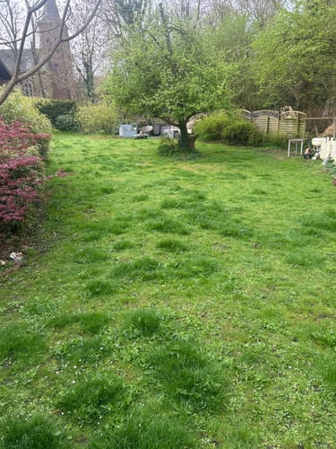 Ein Kunde zeigt seinen grünen, aber noch fleckigen Rasen im Garten nach der Anwendung des RASENBLITZ™ Frühjahrsdüngers.