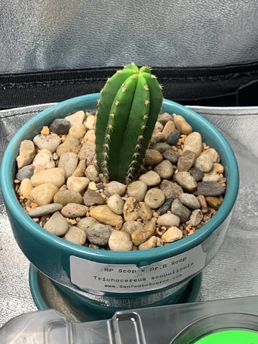 Customer photo review of Trichocereus Scopulicola | Spineless San Pedro Cactus