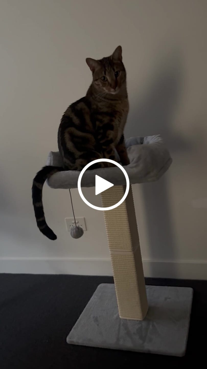 Customer video review of Cat Scratcher Big Perch Bed Scratching Post Natural Sisal Condo House 71cm