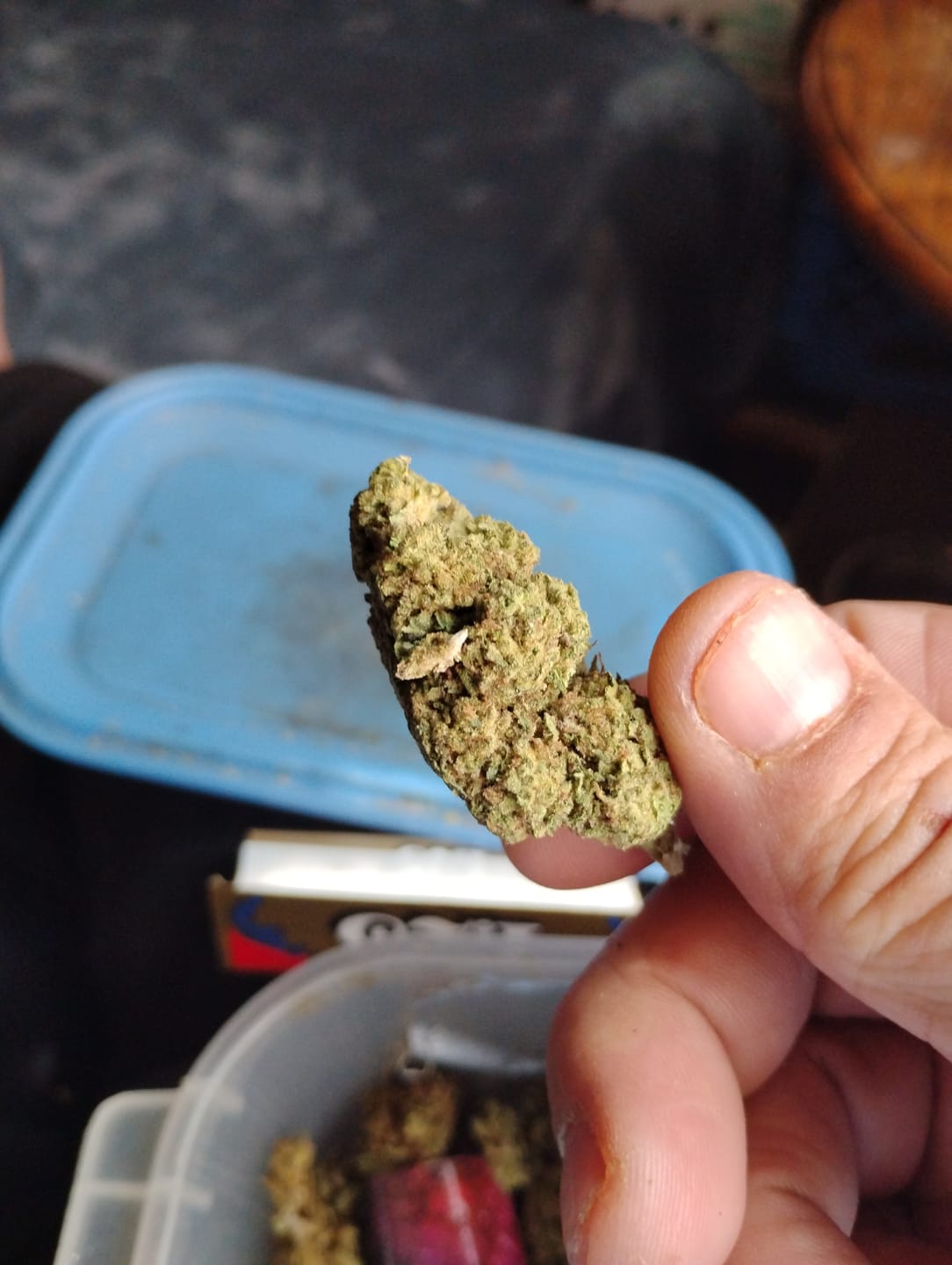 Customer photo review of Rainbow Sherbet - 14 Grams - Hybrid