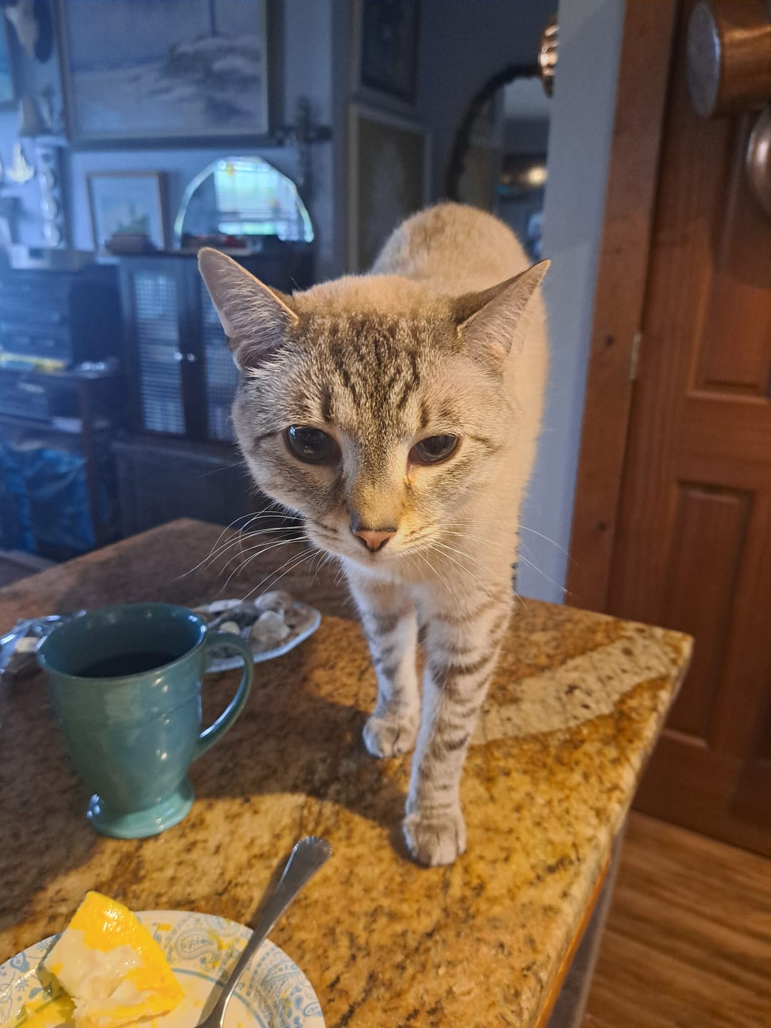 Customer photo review of 6x Blisso Advanced Cat Probiotic