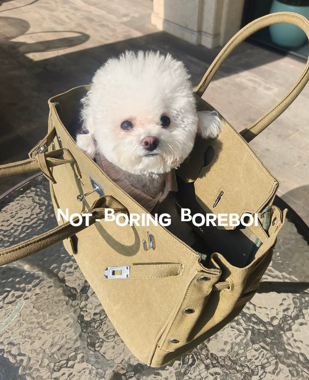 Customer photo review of The Barkin Pet Carrier