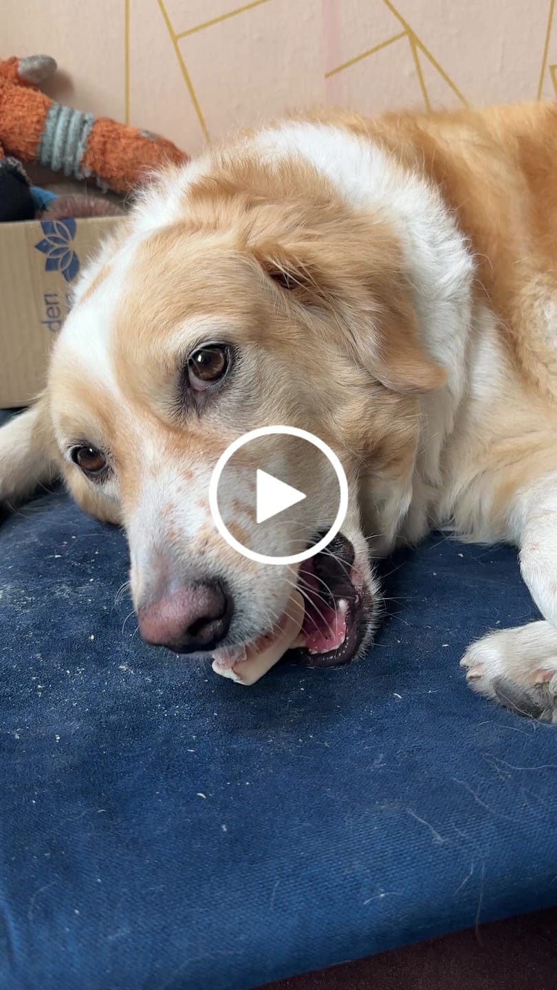 Customer video review of Barker Bones Small