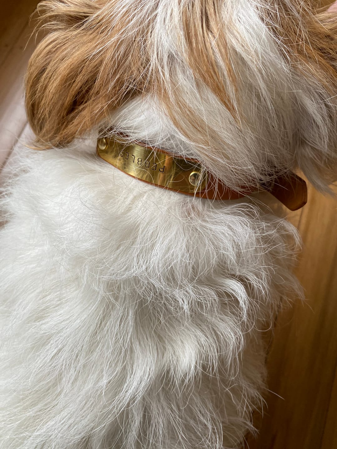 Customer photo review of Classic Buckle Leather Dog Collar - Custom Sized