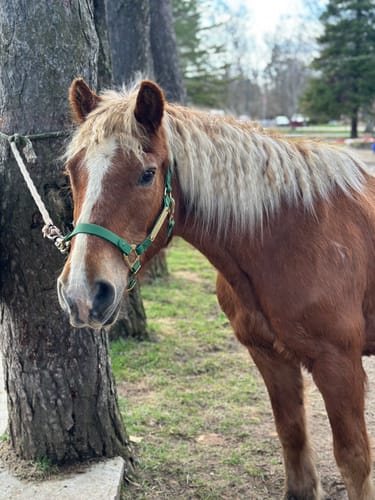 Customer photo review of Personalized Halter