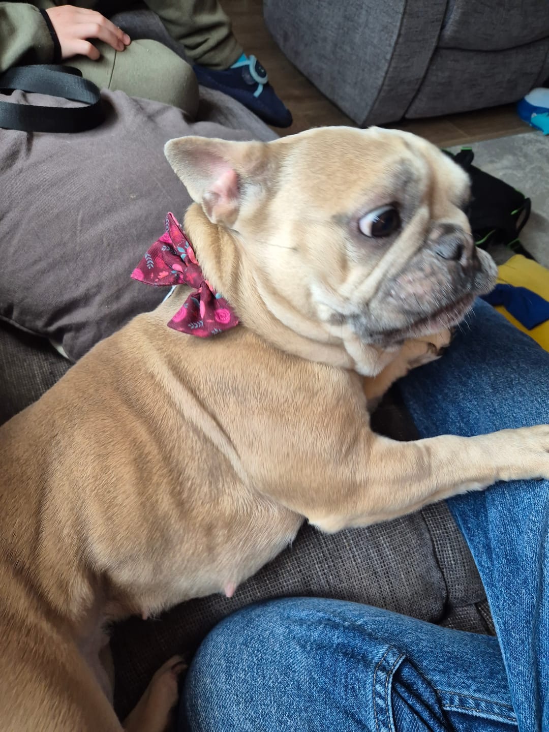 Customer photo review of Dog Blanket - Mable's Meadow