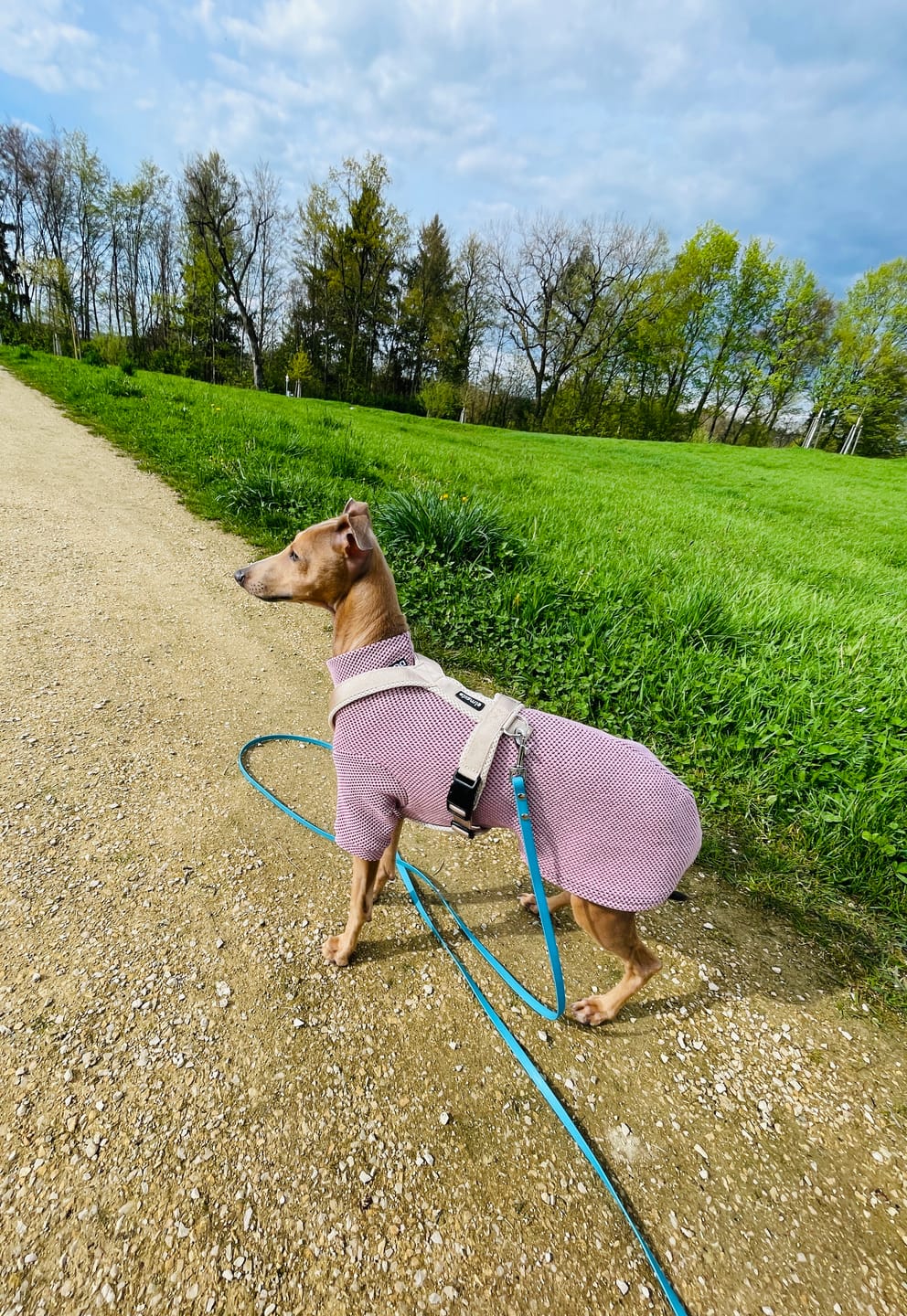 Customer photo review of Windhundgeschirr FUN Welpe/Windspiel "Marzipan"