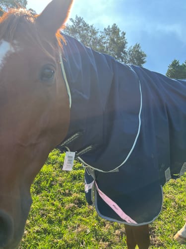 Customer photo review of Amigo Ripstop 900D Turnout Neck Rug 0g