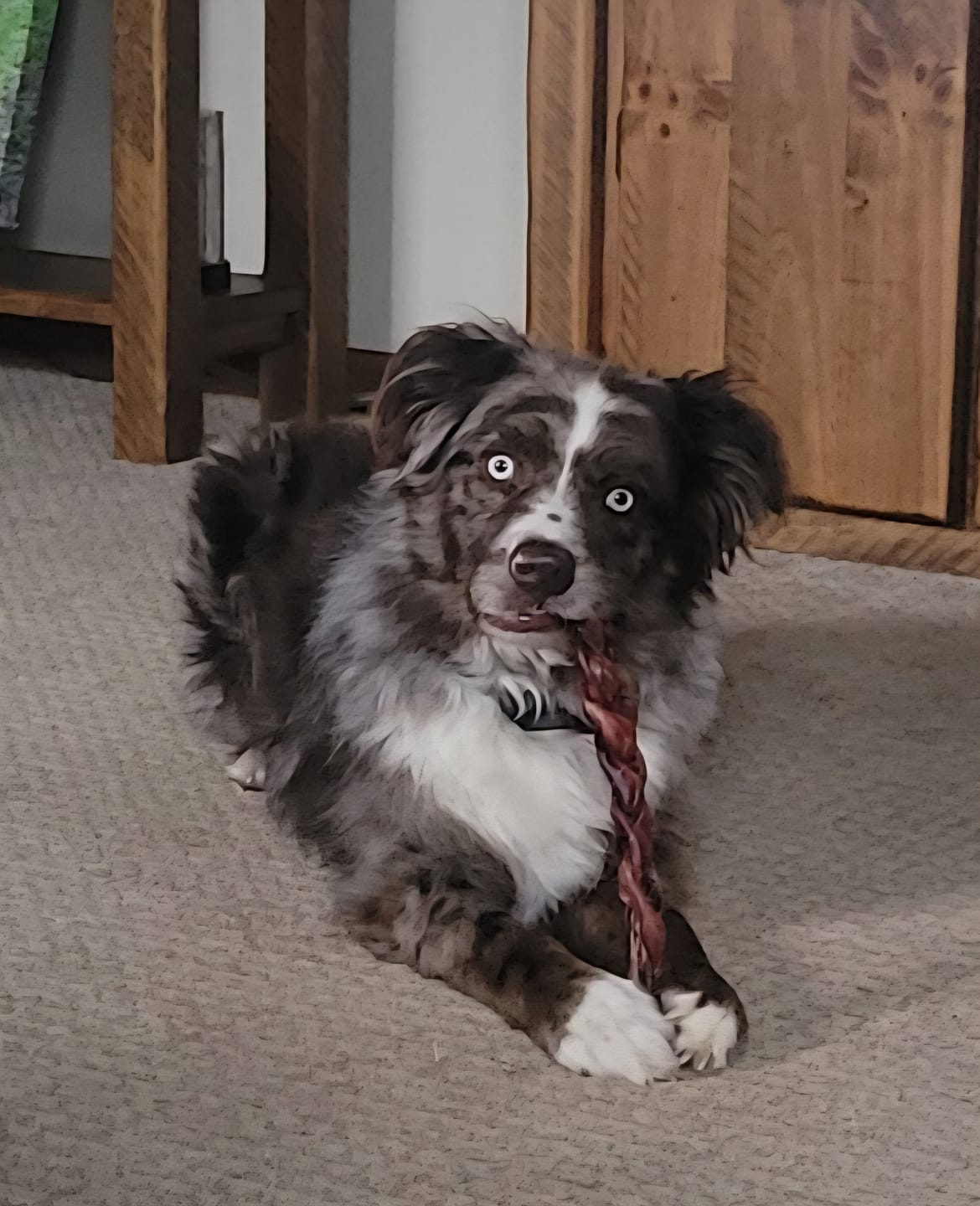 Customer photo review of 12 Inch Thick Braided Bully Stick