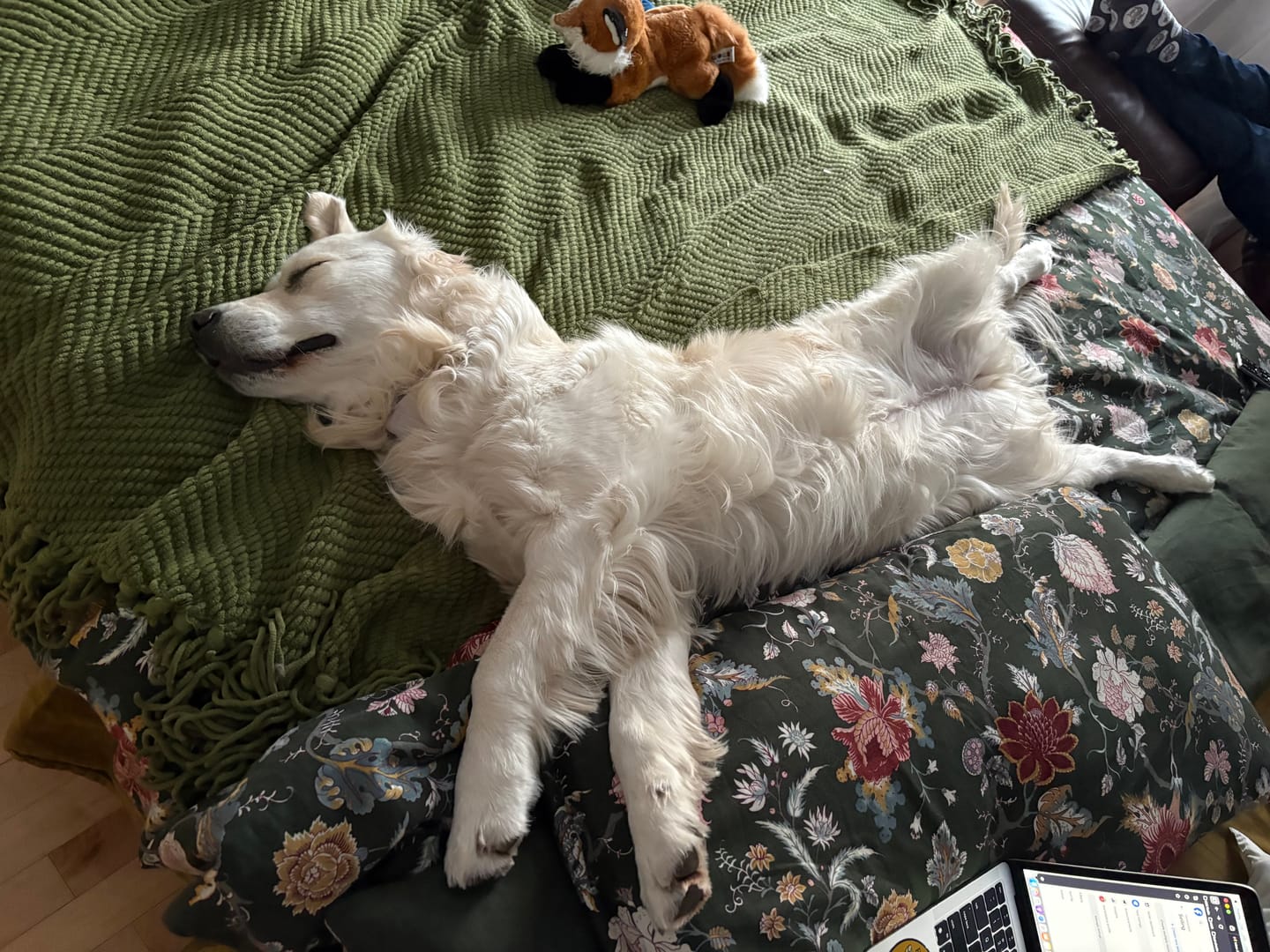 Customer photo review of 6 Inch Monster Bully Stick