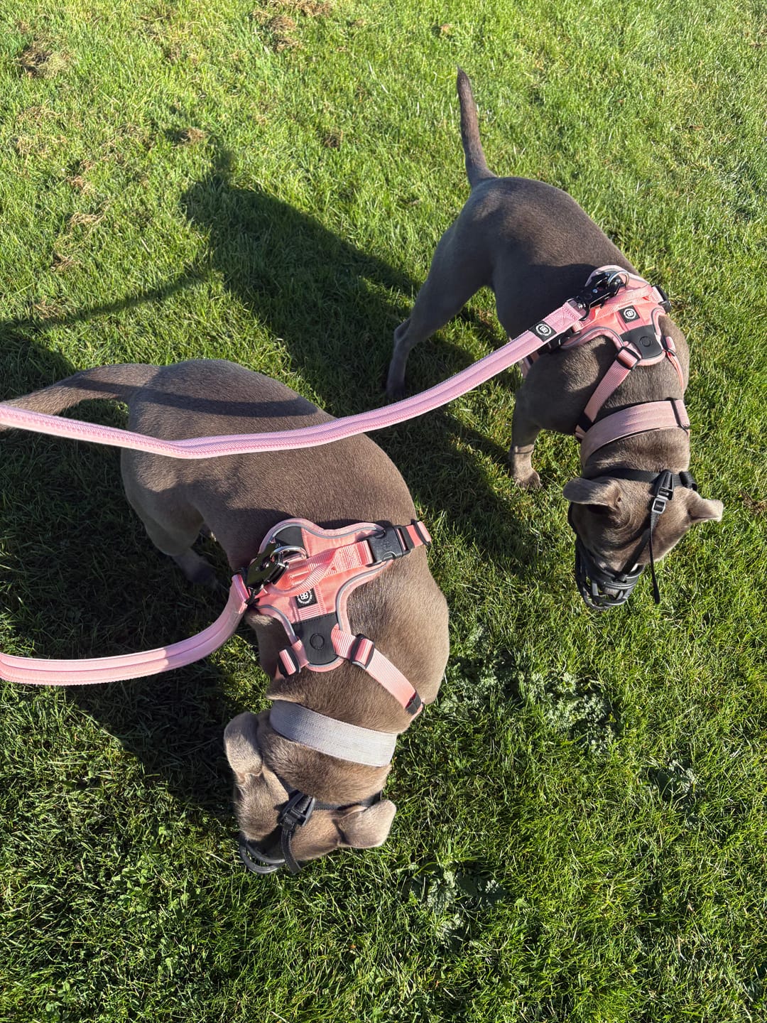 Customer photo review of Anti Pull Hurricane Harness Lighter | With Handle - Pink