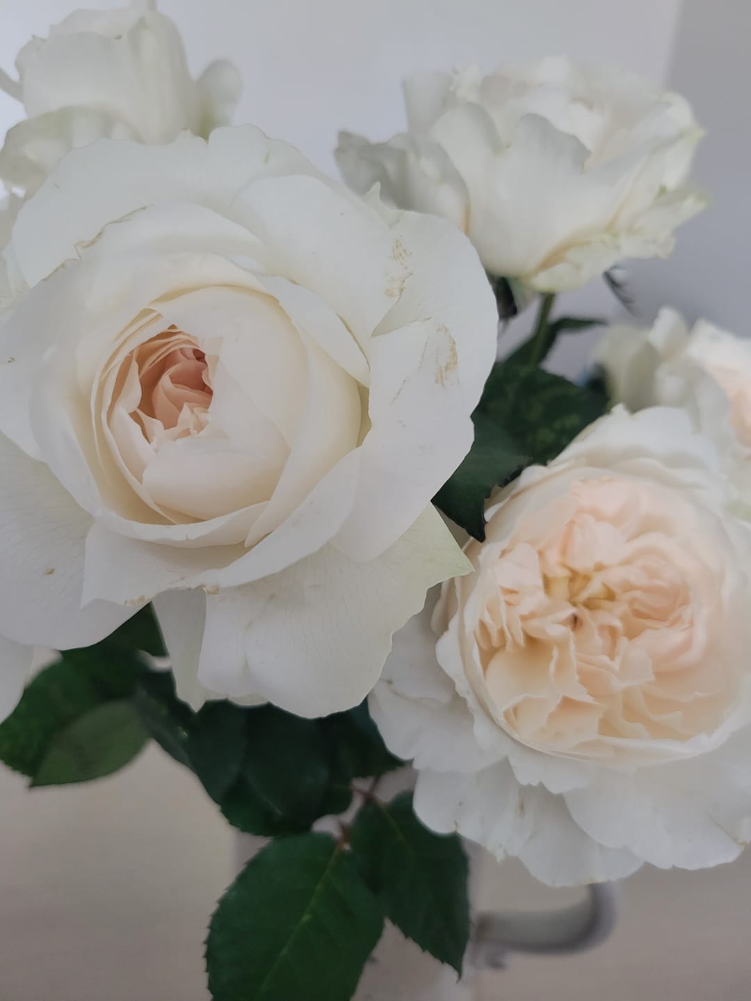 Customer photo review of Purity™ David Austin® Rose Bouquet