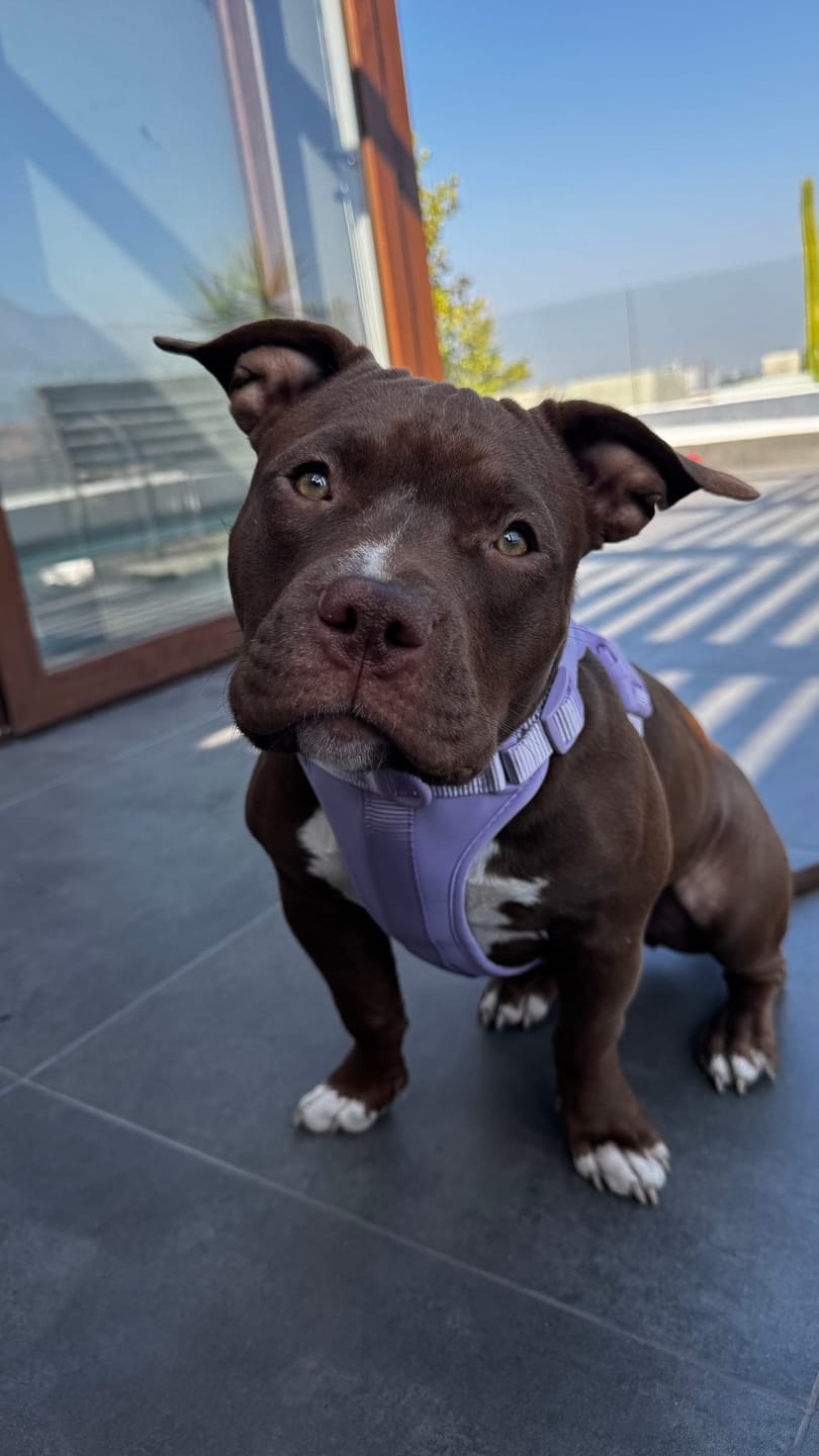 Customer photo review of Arnés Paws