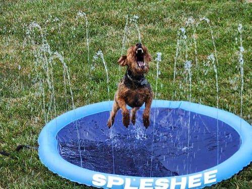 Customer photo review of Spleshee™