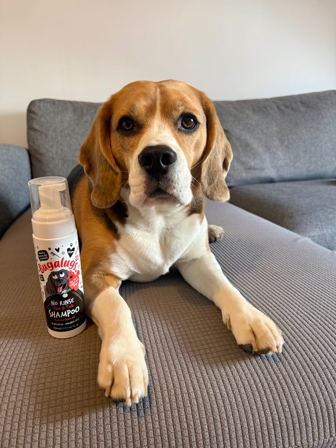 Customer photo review of No Rinse Flea & Tick Shampoo for Dogs