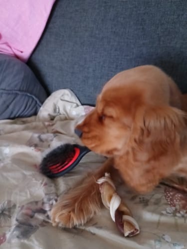 Kundes lille hund ligger på en sofa ved siden af B&B Favorit Børsten.