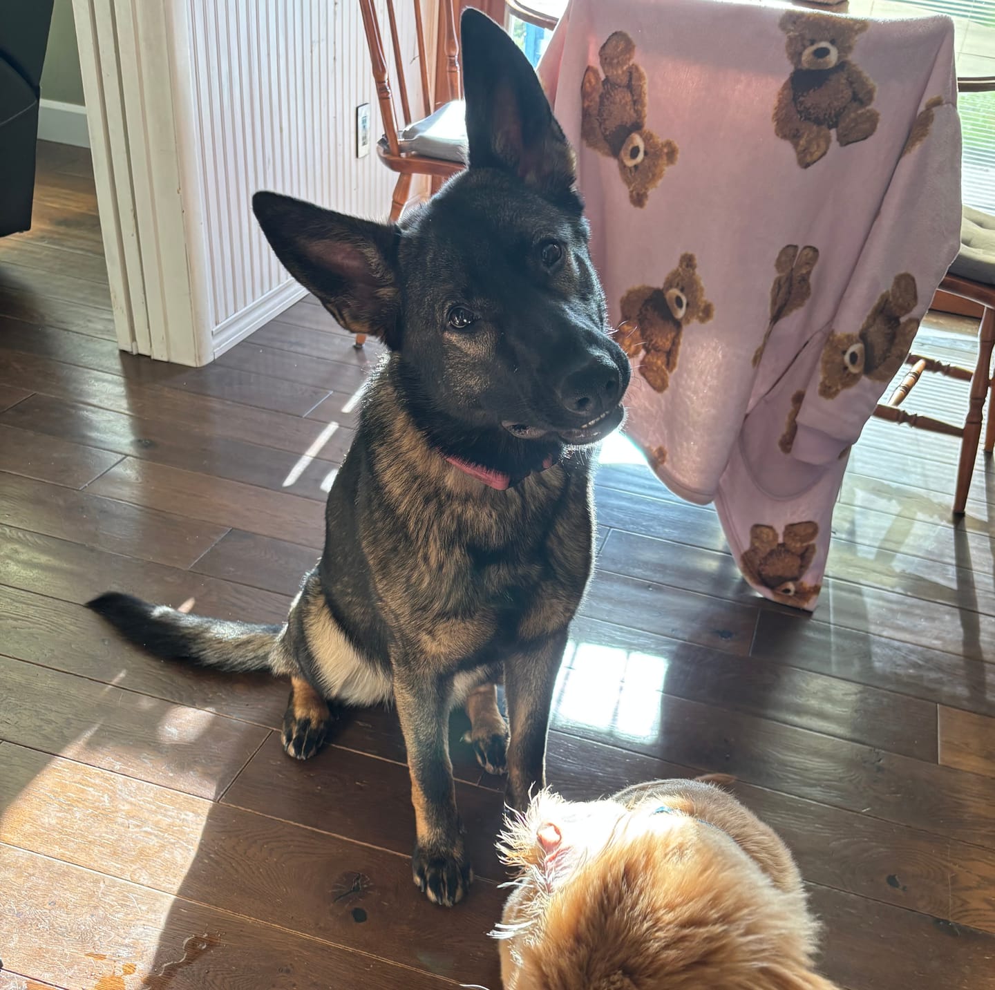 Customer photo review of 6 Inch Jumbo Braided Bully Stick