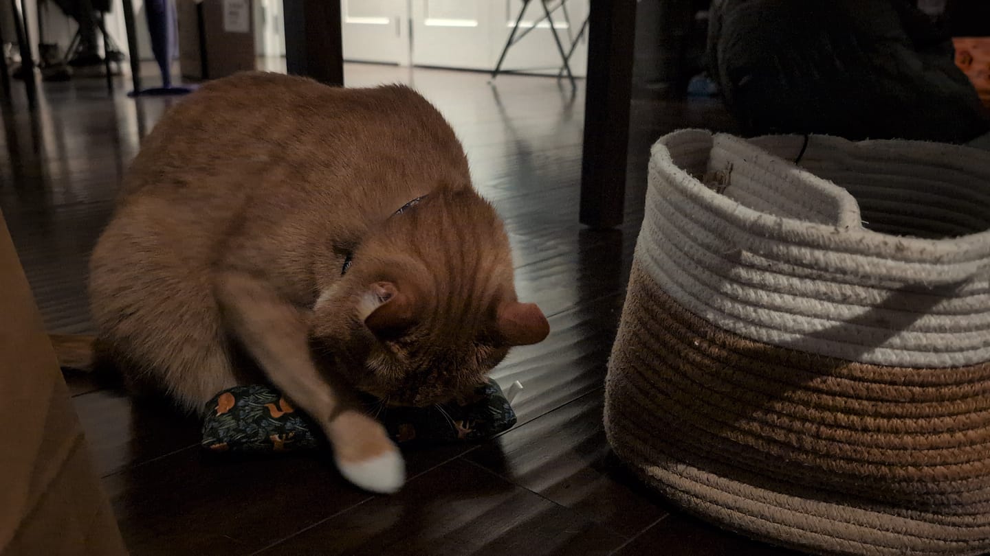 Customer photo review of Catnip with Valerian Root Cat Toy (Assorted Prints)