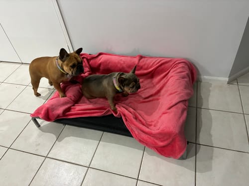 Customer's two dogs on and around the black dog hammock bed, which is covered with a soft pink blanket.