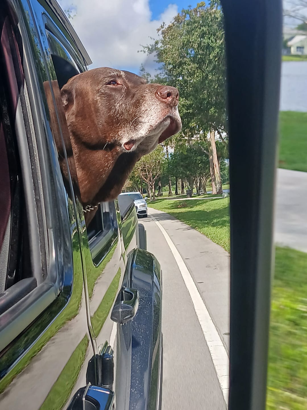 Customer photo review of 12 Inch Monster Braided Bully Stick