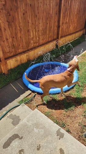 Customer photo review of Spleshee™