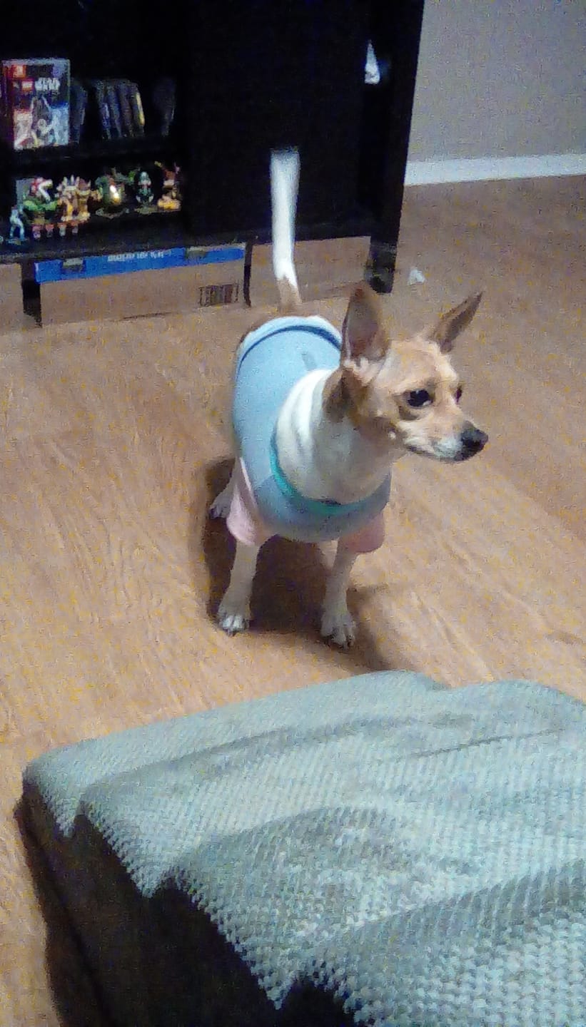 Customer photo review of Sunblock Dog T-Shirt - Color Block