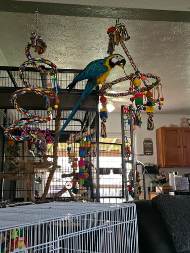 Customer photo review of 1111 Huge Pyramid Rope Swing