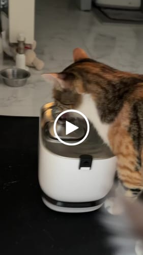 Customer video review of Kedi Su Pınarı | Kablosuz, 5200 mAh, Çelik Su Tepsili, Sensörlü, 2.5Lt, Su Çeşmesi (X8652)