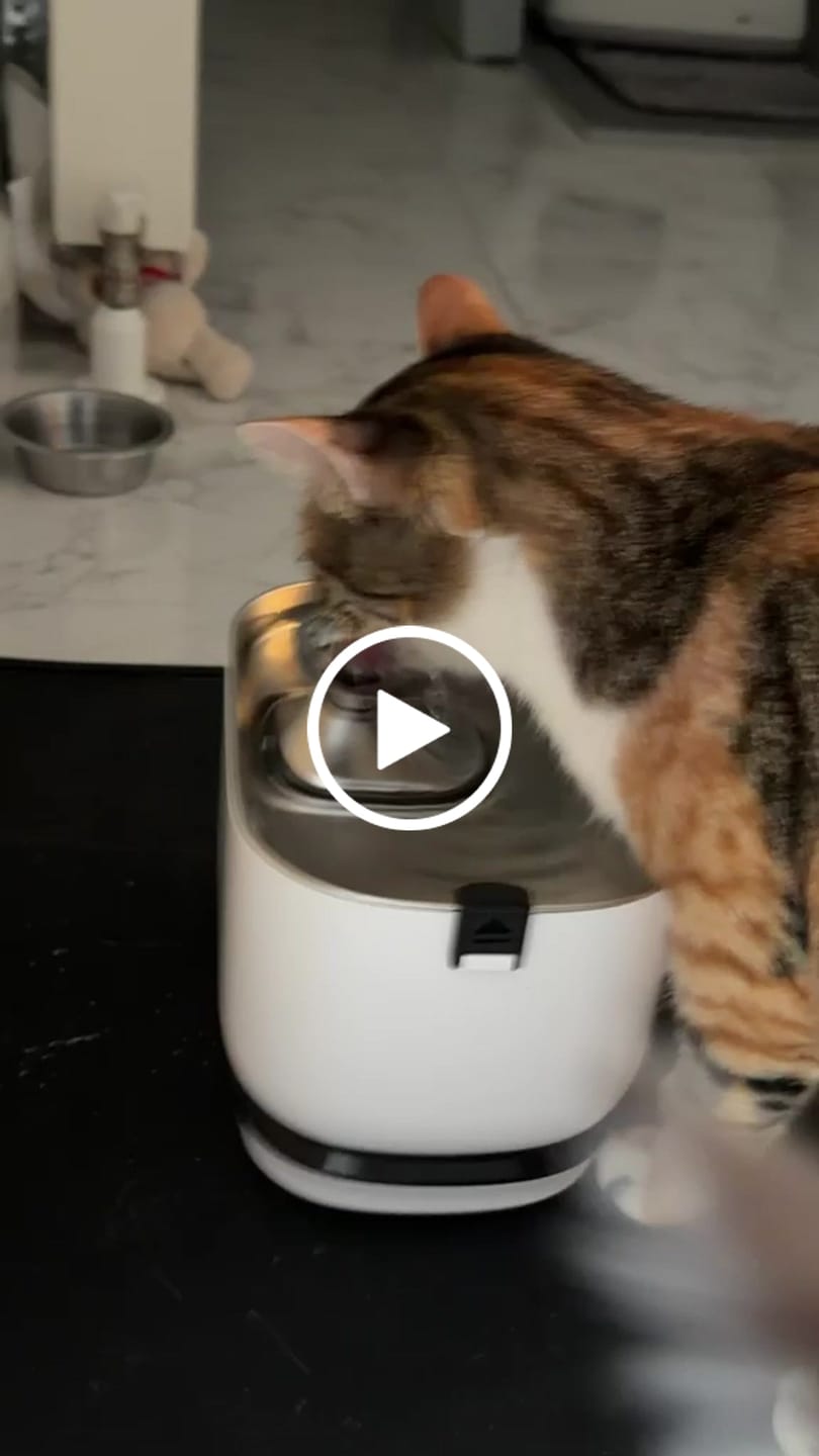 Customer video review of Kedi Su Pınarı | Kablosuz, 5200 mAh, Çelik Su Tepsili, Sensörlü, 2.5Lt, Su Çeşmesi (X8652)