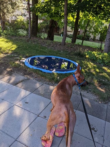 Customer photo review of Spleshee™