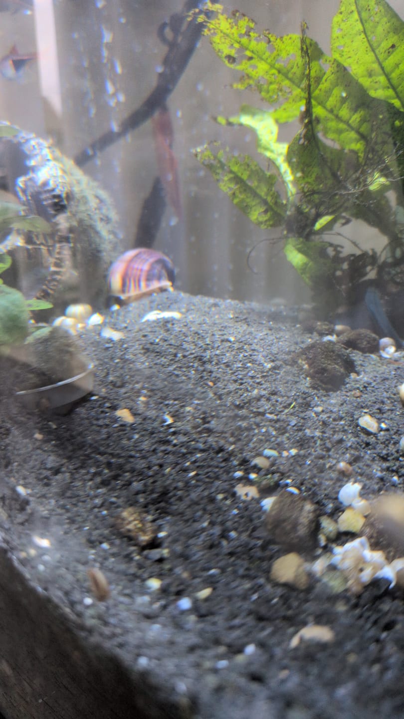 Customer photo review of Magenta Mystery Snail