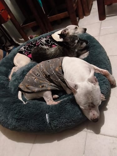 Los tres perros de un cliente, incluyendo un Pitbull, descansando en la Cama Antiestrés para Perros verde.