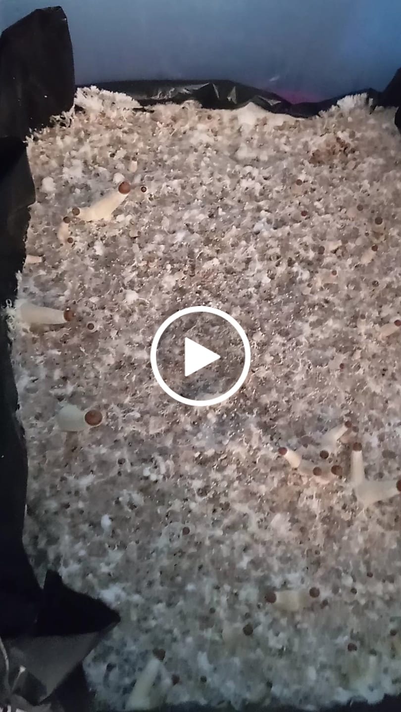 Customer video review of Recarga de Cultivo 160g