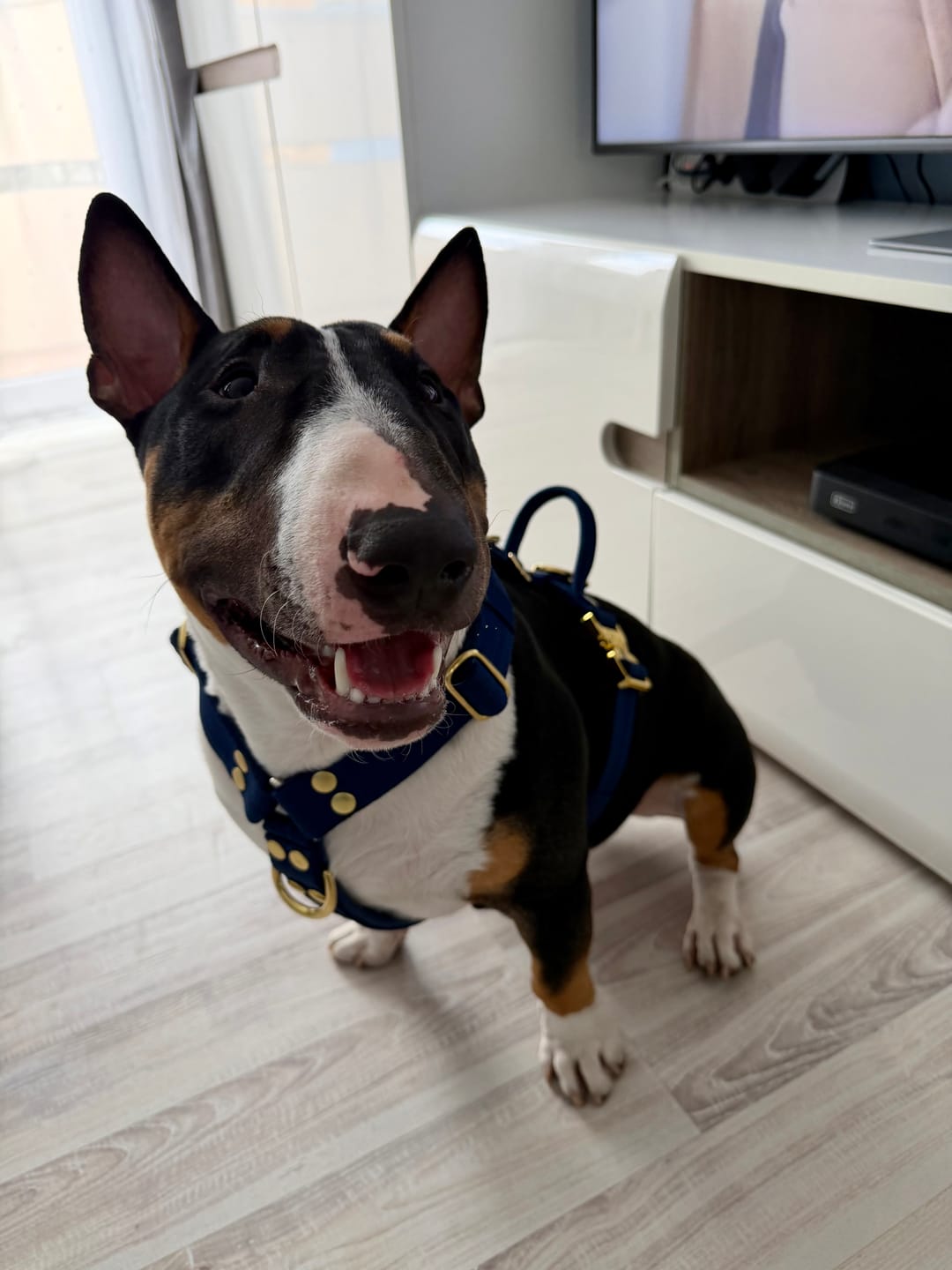 Customer photo review of Szelki z szybką klamrą - Easy Walk Extreme Gold Buckle Navy Blue