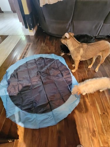 Customer photo review of Spleshee™