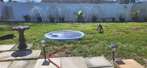 Customer photo review of Spleshee™